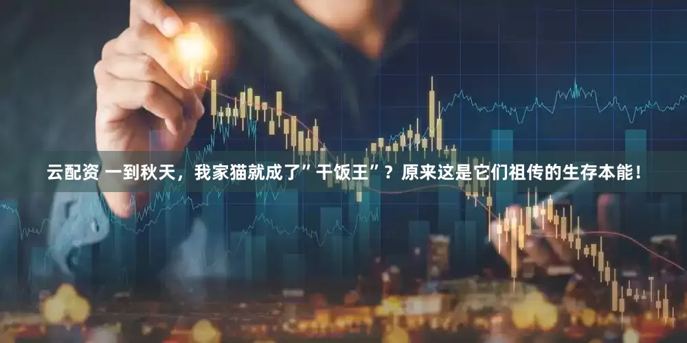 云配资 一到秋天，我家猫就成了”干饭王”？原来这是它们祖传的生存本能！