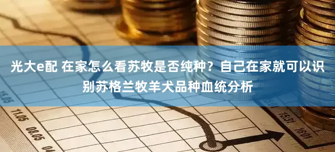 光大e配 在家怎么看苏牧是否纯种？自己在家就可以识别苏格兰牧羊犬品种血统分析